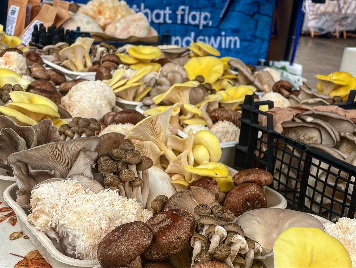 500g Gourmet Woodland Mushrooms Subscription (LOCAL DELIVERY ONLY)