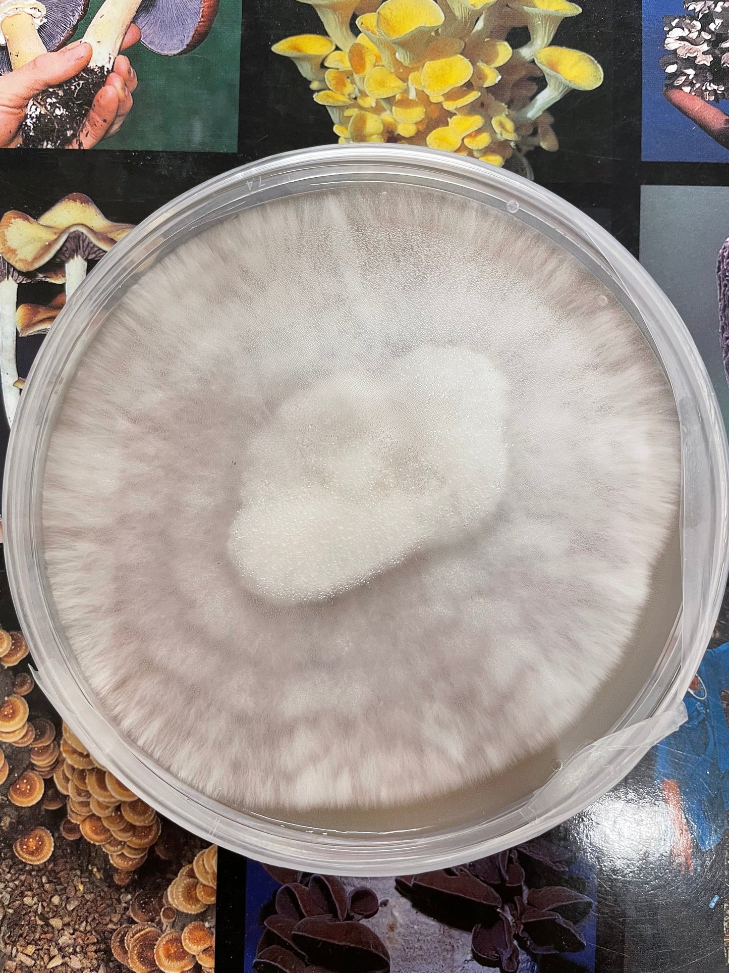 Oyster Mushroom Petri dish Culture